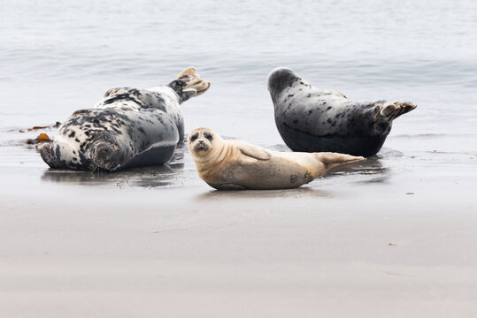 Baby seal