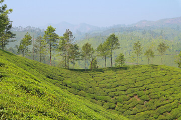 Fototapeta na wymiar Top view of the tea plantations of Munnar, India.