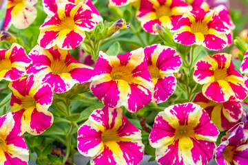 Pink and yellow striped calibrachoa million bells flowers in garden in summer