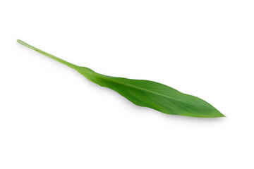 green pepper on white background