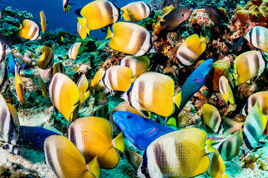 Butterflyfish Feeding Frenzy