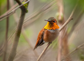 Rufous Hummingbird perched on a twig, red gorget flashing (Selasphorus rufus)