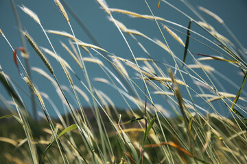 barley ears in field