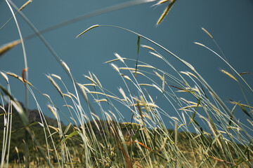 barley ears in field