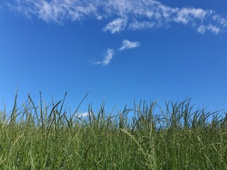 sky over the meadow, summer, nature, blue sky