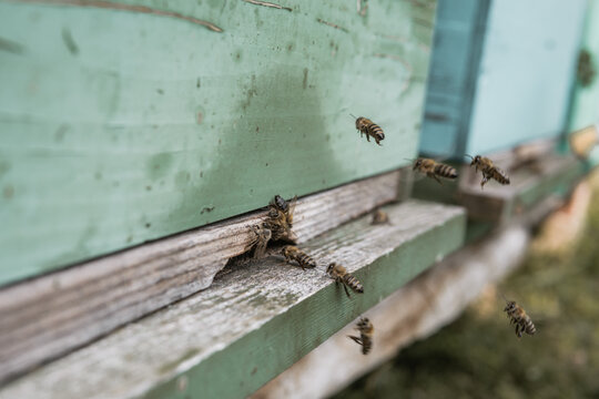 Beehive