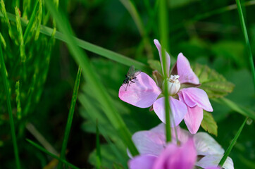 small flie on beautiful pink wildflower in summer