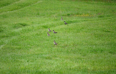 golden plover birds in summer