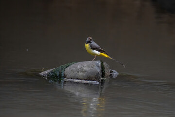 Beautiful nature scene with Wagtail (Motacilla cinerea).