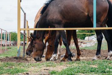 Feeding beautiful and healthy horses on the ranch. Animal husbandry and horse breeding