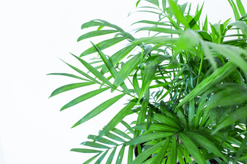Green leaves palm isolated on white, green leaves palm from tropical. 