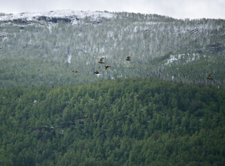 golden plover birds in summer