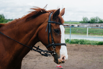 Walking a beautiful and healthy horse on the ranch. Animal husbandry and horse breeding