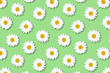 Beautiful pastel green background with white chamomile. Delicate floral pattern. Daisies are randomly located.