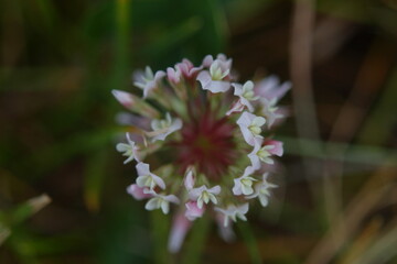 White Clover, tiny white and red flower in the field