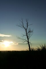 silhouette of tree at sunset