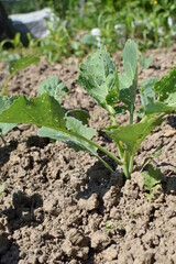 cabbage sprout in the ground