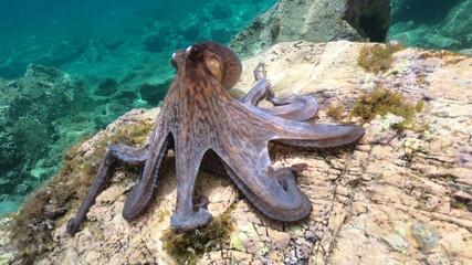 Underwater photo of small octopus sitting on top of tropical coral reef © aerial-drone