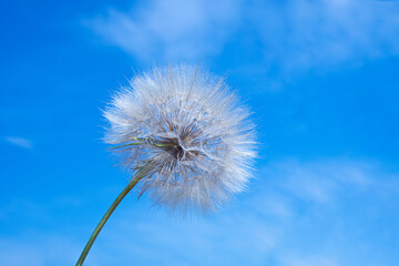White dandelion on a background of blue sky with olaks. Clouds fly away from the flower - like light rays