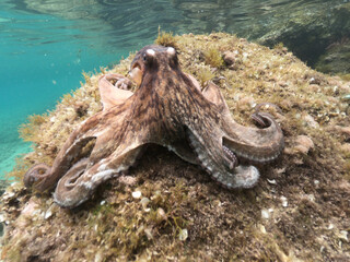 Underwater photo of small octopus sitting on top of tropical coral reef