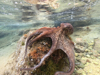 Underwater photo of small octopus sitting on top of tropical coral reef © aerial-drone