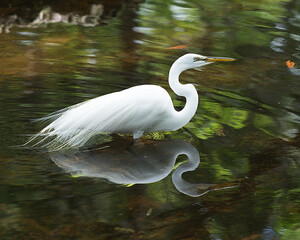 Great White Egret Stock Photo.   Great White Egret in the water with a reflection displaying white feather plumage, fluffy wings, head, eye, neck, long legs, in its environment and surrounding.