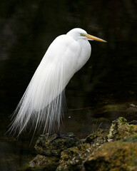 Great White Egret bird stock photo.  Great White Egret bird close-up profile view by the water with a black contrast background. Image. Picture. Photo. Portrait.