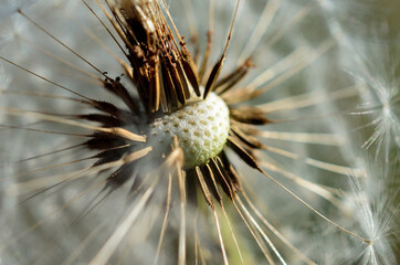 Naklejka na ściany i meble common dandelion flower after blooming spreading seeds with the wind in summer macro photo