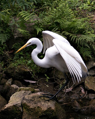 Great White Egret bird stock photo.  Image. Portrait. Picture. Close-up profile view background...