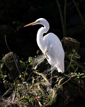 Great White Egret stock photos. Great White Egret Portrait. Image. Picture.  Great White Egret bird close-up profile view black contrast background