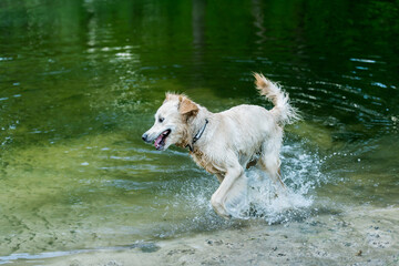 Happy wet dog running in water