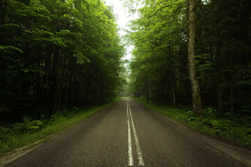 Fototapeta na wymiar droga przez las 