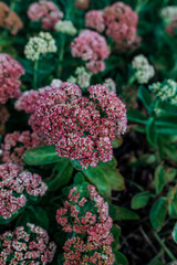 red and yellow flowers