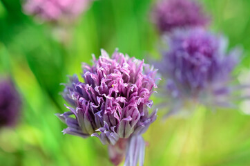 small purple wildflower in summer