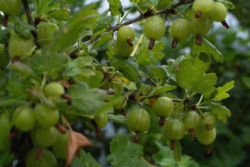 green gooseberries with rain-drops