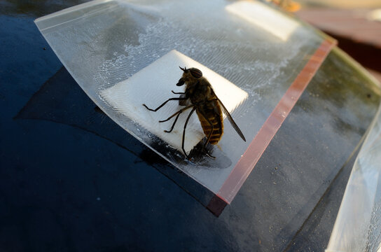 horse-fly,gad fly,clegg,klegg caught on fly paper under extreme invasion in summer macro photo