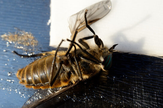 horse-fly,gad fly,clegg,klegg caught on fly paper under extreme invasion in summer macro photo