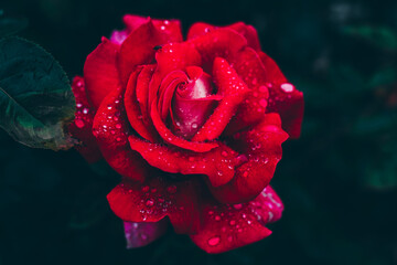 Czerwona róża po deszczu - obrazy, fototapety, plakaty