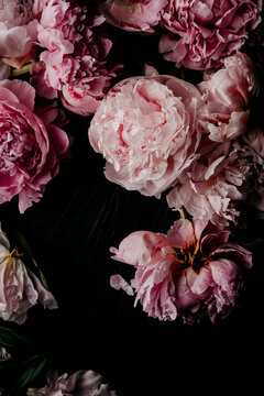 Close Up of Pink Peonies