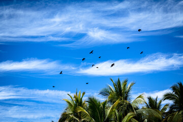 Paisaje del cielo de la playa de Mazatlán, se observa una parvada pasando a gran velocidad