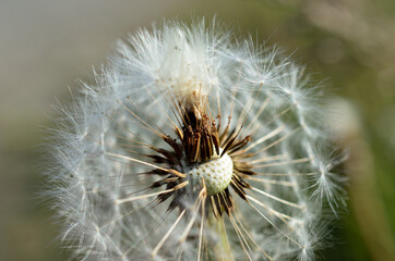 Fototapeta premium common dandelion flower after blooming spreading seeds with the wind in summer macro photo