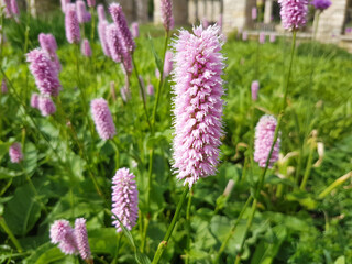 Serpentory also Common bistort (in german Schlangen-Knöterich also Natterwurz) Bistorta officinalis Delarb also Persicaria bistorta