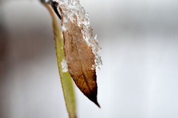 brown leaf covered in ice and snow macro photo