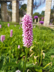 Fototapeta premium Serpentory also Common bistort (in german Schlangen-Knöterich also Natterwurz) Bistorta officinalis Delarb also Persicaria bistorta