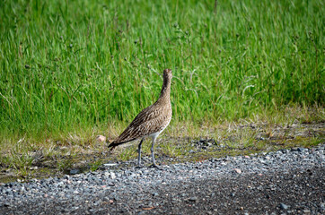 eurasian curlew bird parent looks out for her chickens in the green field