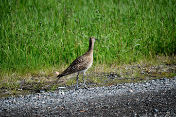 eurasian curlew bird parent looks out for her chickens in the green field