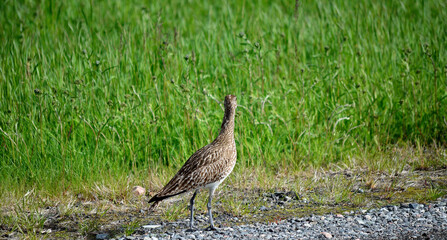 eurasian curlew bird parent looks out for her chickens in the green field