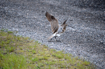 eurasian curlew bird lands on ground