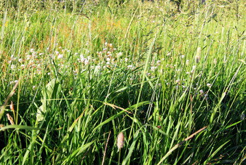 summer field with green grass and flowers