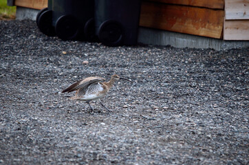 eurasian curlew bird lands on ground